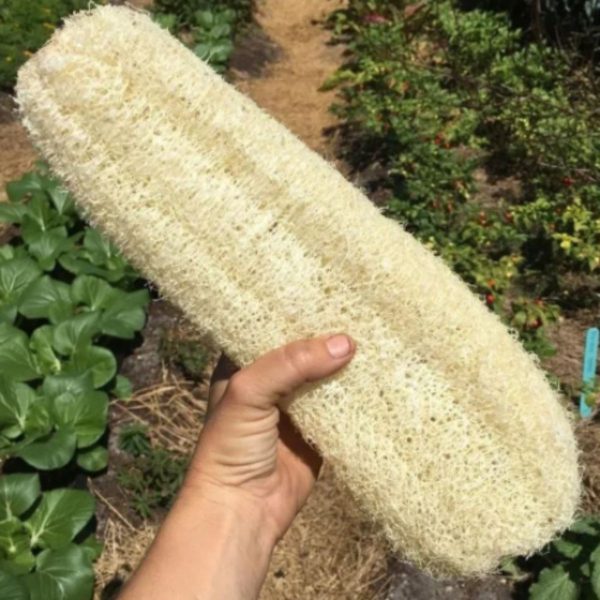Luffa